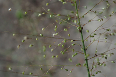 Panicum hirtum image