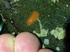 Eurylepta aurantiaca