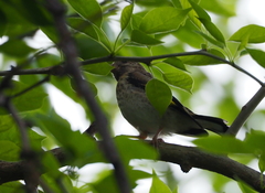Carduelis carduelis