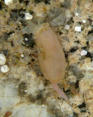 Leptosynapta