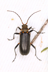 Cortodera humeralis
