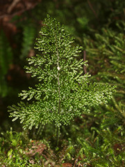 Hymenophyllum flexuosum