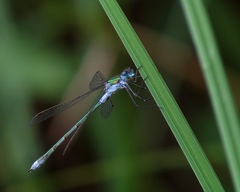 Lestes sponsa