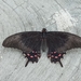 Mariposa Cometa Negra de Manchas Rosas - Photo (c) naomiosorio, algunos derechos reservados (CC BY-NC)