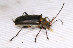 Cortodera humeralis