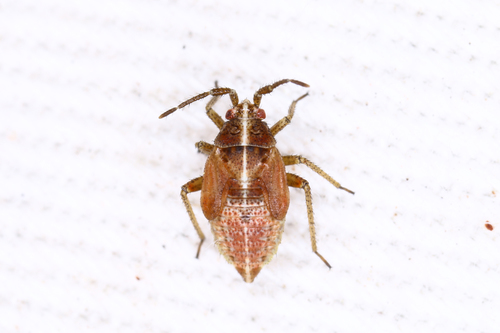 handsome plant bug