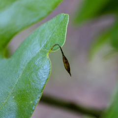 Andricus chinquapin