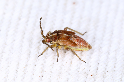 handsome plant bug