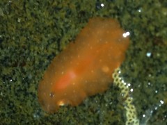 Eurylepta aurantiaca