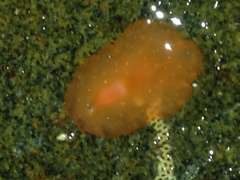 Eurylepta aurantiaca
