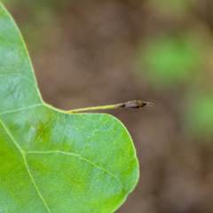 Andricus chinquapin