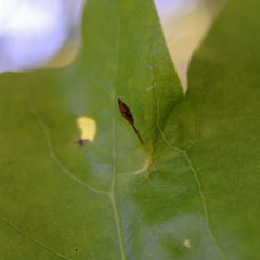 Andricus chinquapin