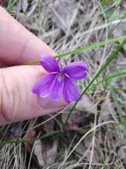 Viola uliginosa