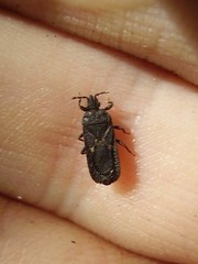 Ctenoneurus pendergrasti