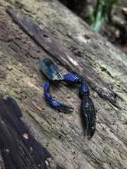 Macrobrachium hancocki