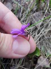 Viola uliginosa