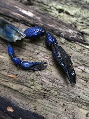 Macrobrachium hancocki