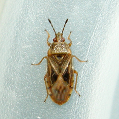 Chilacis typhae