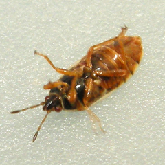 Chilacis typhae