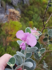 Podalyria hirsuta