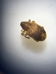 Lignyodes fraxini