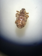 Lignyodes fraxini