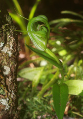 Pterostylis oliveri