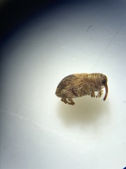 Lignyodes fraxini
