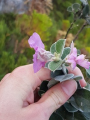 Podalyria hirsuta