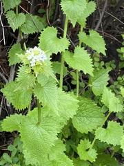 Alliaria petiolata