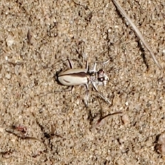 Cicindela limbata nympha