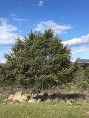 Juniperus