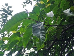 Ficus variegata garciae