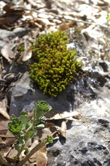 Sedum retusum