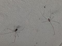 Image of Pholcus phalangioides