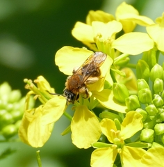 Andrena lagopus