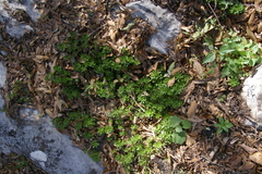 Sedum retusum
