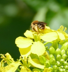 Andrena lagopus
