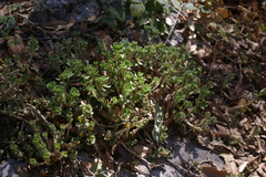 Sedum retusum