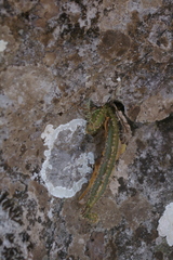 Selenicereus spinulosus