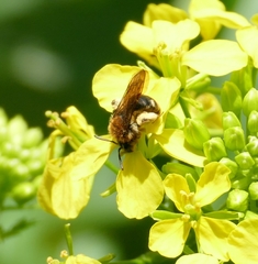 Andrena lagopus