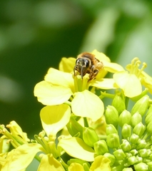 Andrena lagopus