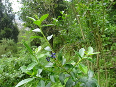 Monnina obtusifolia