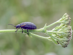Arima marginata