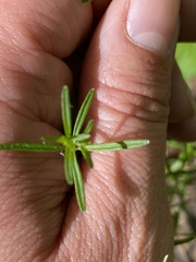 Galium concinnum