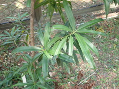 Podocarpus nakaii
