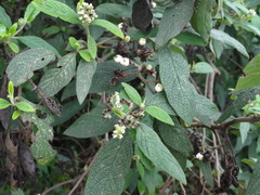 Tournefortia scabrida