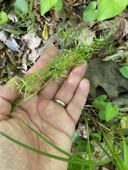 Galium concinnum