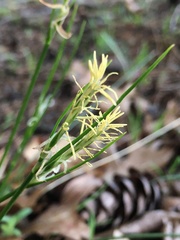 Carex multicaulis