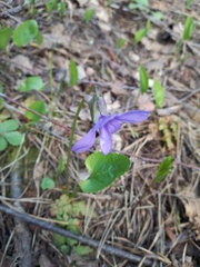 Viola uliginosa